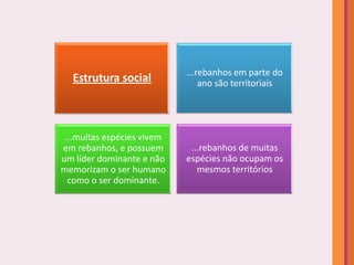 ...rebanhos em parte do
  Estrutura social              ano são territoriais




 ...muitas espécies vivem
em rebanhos, e possuem       ...rebanhos de muitas
um líder dominante e não    espécies não ocupam os
memorizam o ser humano         mesmos territórios
  como o ser dominante.
 