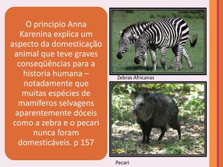 O principio Anna
   Karenina explica um
aspecto da domesticação
 animal que teve graves
  conseqüências para a
    historia humana –      Zebras Africanas
    notadamente que
    muitas espécies de
   mamíferos selvagens
  aparentemente dóceis
 como a zebra e o pecari
       nunca foram
   domesticáveis. p 157

                           Pecari
 
