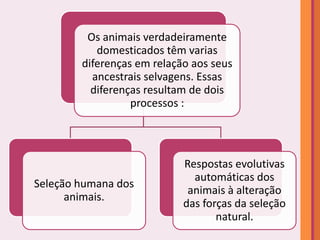 Os animais verdadeiramente
           domesticados têm varias
        diferenças em relação aos seus
          ancestrais selvagens. Essas
          diferenças resultam de dois
                  processos :




                            Respostas evolutivas
                              automáticas dos
Seleção humana dos
                             animais à alteração
      animais.
                            das forças da seleção
                                   natural.
 