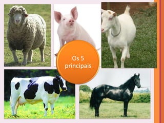 Os 5
principais
 