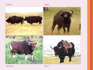 Mithan    Bufalo




Banteng   Iaque
 