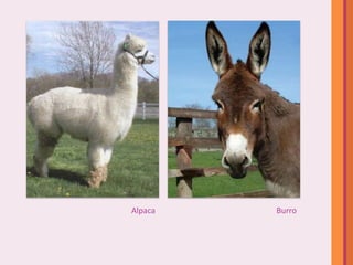Alpaca   Burro
 