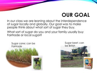 OUR GOAL
In our class we are leaning about the interdependence
of sugar locally and globally. Our goal was to make
people think about what sort of sugar they buy.
What sort of sugar do you and your family usually buy
Fairtrade or local sugar?
Sugar cane: can be
Fairtrade
Sugar beet: can
be British
 