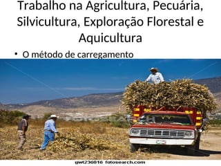 Trabalho na Agricultura, Pecuária,
Silvicultura, Exploração Florestal e
Aquicultura
• O método de carregamento
 
