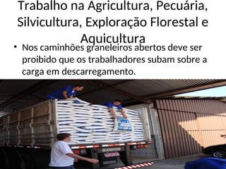 Trabalho na Agricultura, Pecuária,
Silvicultura, Exploração Florestal e
Aquicultura
• Nos caminhões graneleiros abertos deve ser
proibido que os trabalhadores subam sobre a
carga em descarregamento.
 