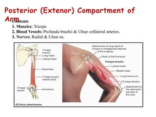 Arm & Cubital Fossa.pptx for first year medical students | PPTX