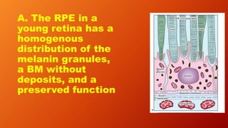 A. The RPE in a
young retina has a
homogenous
distribution of the
melanin granules,
a BM without
deposits, and a
preserved function
 