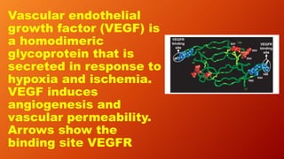 Vascular endothelial
growth factor (VEGF) is
a homodimeric
glycoprotein that is
secreted in response to
hypoxia and ischemia.
VEGF induces
angiogenesis and
vascular permeability.
Arrows show the
binding site VEGFR
 