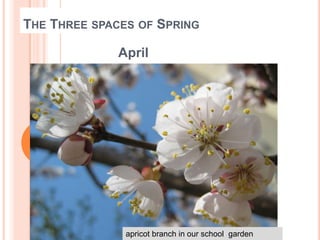 THE THREE SPACES OF SPRING
April
apricot branch in our school garden
 