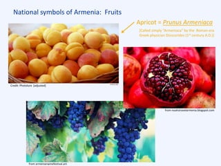 National symbols of Armenia: Fruits
from armenianwinefestival.am
from noahstravelarmenia.blogspot.com
Apricot = Prunus Armeniaca
[Called simply “Armeniaca” by the Roman-era
Greek physician Dioscorides (1st century A.D.)]
Credit: Photolure [adjusted]
 
