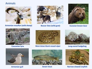 Animals
Armenian mouflon (wild sheep) Bezoar ibex (wild goat) Eurasian brown bear
Armenian gull Sevan trout Narrow-clawed crayfish
West-Asian blunt-nosed viperCaucasian lynx Long-eared hedgehog
 