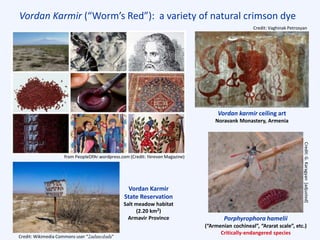Vordan Karmir (“Worm’s Red”): a variety of natural crimson dye
Porphyrophora hamelii
(“Armenian cochineal”, “Ararat scale”, etc.)
Critically-endangered species
Vordan karmir ceiling art
Noravank Monastery, Armenia
Vordan Karmir
State Reservation
Salt meadow habitat
(2.20 km2)
Armavir Province
Credit: Wikimedia Commons user “Հանուման”
Credit: Vaghinak Petrosyan
Credit:G.Karagyan[adjusted]
from PeopleOfAr.wordpress.com (Credit: Yerevan Magazine)
 