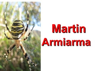 Martin
Armiarma

 