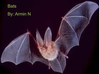 Bats
By: Armin N




              Bats
 