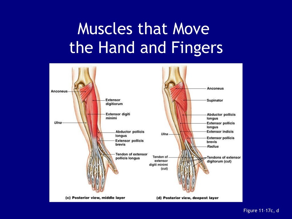 Arm muscles ppt
