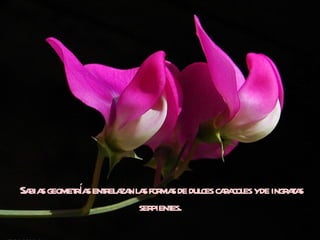 ís
Sa s geometra entrela nla forma de dulces ca coles yde ingra s
  bia                za s       s           ra              ta
                        serpientes.
 