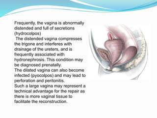 Frequently, the vagina is abnormally
distended and full of secretions
(hydrocolpos)
The distended vagina compresses
the trigone and interferes with
drainage of the ureters, and is
frequently associated with
hydronephrosis. This condition may
be diagnosed prenatally.
The dilated vagina can also become
infected (pyocolpos) and may lead to
perforation and peritonitis.
Such a large vagina may represent a
technical advantage for the repair as
there is more vaginal tissue to
facilitate the reconstruction.
 