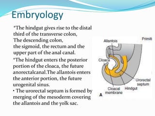 Embryology
*The hindgut gives rise to the distal
third of the transverse colon,
The descending colon,
the sigmoid, the rectum and the
upper part of the anal canal.
*The hindgut enters the posterior
portion of the cloaca, the future
anorectalcanal.The allantois enters
the anterior portion, the future
urogenital sinus.
• The urorectal septum is formed by
merging of the mesoderm covering
the allantois and the yolk sac.
 