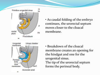• As caudal folding of the embryo
continues, the urorectal septum
moves closer to the cloacal
membrane.
• Breakdown of the cloacal
membrane creates an opening for
the hindgut and one for the
urogenital sinus.
The tip of the urorectal septum
forms the perineal body.
 