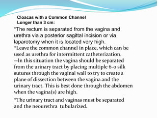 Cloacas with a Common Channel
Longer than 3 cm:
*The rectum is separated from the vagina and
urethra via a posterior sagittal incision or via
laparotomy when it is located very high.
*Leave the common channel in place, which can be
used as urethra for intermittent catheterization.
--In this situation the vagina should be separated
from the urinary tract by placing multiple 6-0 silk
sutures through the vaginal wall to try to create a
plane of dissection between the vagina and the
urinary tract. This is best done through the abdomen
when the vagina(s) are high.
*The urinary tract and vaginas must be separated
and the neourethra tubularized.
 