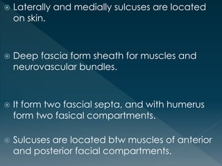  Laterally and medially sulcuses are located
on skin.
 Deep fascia form sheath for muscles and
neurovascular bundles.
 It form two fascial septa, and with humerus
form two fasical compartments.
 Sulcuses are located btw muscles of anterior
and posterior facial compartments.
 