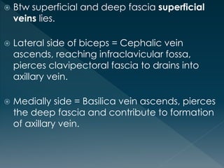  Btw superficial and deep fascia superficial
veins lies.
 Lateral side of biceps = Cephalic vein
ascends, reaching infraclavicular fossa,
pierces clavipectoral fascia to drains into
axillary vein.
 Medially side = Basilica vein ascends, pierces
the deep fascia and contribute to formation
of axillary vein.
 