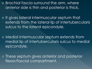  Brachial fascia surround the arm, where
anterior side is thin and posterior is thick.
 It gives lateral intermuscular septum that
extends from the lateral lip of intertubercularis
sulcus to the lateral epicondyle.
 Medial intermuscular septum extends from
medial lip of intertubercularis sulcus to medial
epicondyle.
 These septum gives anterior and posterior
flexor/fascial compartment.
 