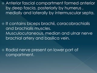  Anterior fascial compartment formed anterior
by deep fascia, posteriorly by humerus ,
medially and laterally by intermuscular septa.
 It contains biceps brachii, coracobrachialis
and brachialis muscles.
Musculocutaneous, median and ulnar nerve
brachial artery and basilica vein.
 Radial nerve present on lower part of
compartment.
 