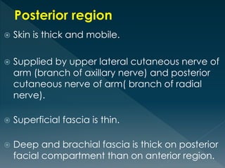  Skin is thick and mobile.
 Supplied by upper lateral cutaneous nerve of
arm (branch of axillary nerve) and posterior
cutaneous nerve of arm( branch of radial
nerve).
 Superficial fascia is thin.
 Deep and brachial fascia is thick on posterior
facial compartment than on anterior region.
 