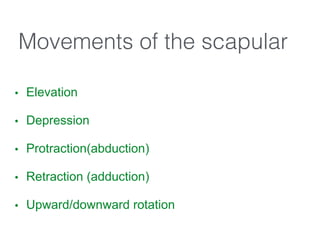 Movements of the scapular
• Elevation
!
• Depression
!
• Protraction(abduction)
!
• Retraction (adduction)
!
• Upward/downward rotation
 