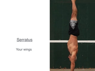 Serratus
Your wings
 