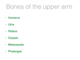 Bones of the upper arm
!
• Humerus !
!
• Ulna!
!
• Radius!
!
• Carpals!
!
• Metacarpals!
!
• Phalanges
 