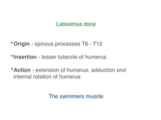 Latissimus dorsi!
!
!
•Origin - spinous processes T6 - T12!
!
•Insertion - lesser tubercle of humerus!
!
•Action - extension of humerus, adduction and
internal rotation of humerus!
!
!
The swimmers muscle
 