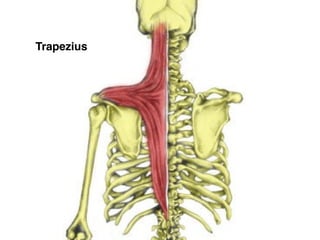 Trapezius
 