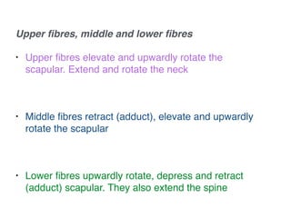 Upper ﬁbres, middle and lower ﬁbres!
• Upper ﬁbres elevate and upwardly rotate the
scapular. Extend and rotate the neck!
!
• Middle ﬁbres retract (adduct), elevate and upwardly
rotate the scapular!
!
• Lower ﬁbres upwardly rotate, depress and retract
(adduct) scapular. They also extend the spine!
 