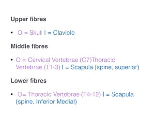 Upper ﬁbres!
• O = Skull I = Clavicle
Middle ﬁbres !
• O = Cervical Vertebrae (C7)Thoracic
Vertebrae (T1-3) I = Scapula (spine, superior)
Lower ﬁbres!
• O= Thoracic Vertebrae (T4-12) I = Scapula
(spine, Inferior Medial)
 