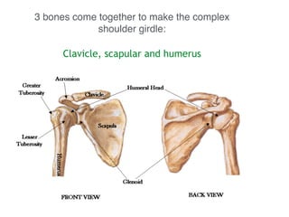 3 bones come together to make the complex
shoulder girdle:
!
Clavicle, scapular and humerus !
!
 