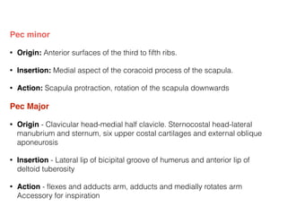 Pec minor!
• Origin: Anterior surfaces of the third to ﬁfth ribs.
• Insertion: Medial aspect of the coracoid process of the scapula.
• Action: Scapula protraction, rotation of the scapula downwards
Pec Major!
• Origin - Clavicular head-medial half clavicle. Sternocostal head-lateral
manubrium and sternum, six upper costal cartilages and external oblique
aponeurosis
• Insertion - Lateral lip of bicipital groove of humerus and anterior lip of
deltoid tuberosity
• Action - ﬂexes and adducts arm, adducts and medially rotates arm
Accessory for inspiration
 