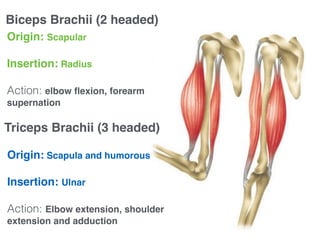 Origin: Scapular!
!
Insertion: Radius!
!
Action: elbow ﬂexion, forearm
supernation !
Origin: Scapula and humorous!
!
Insertion: Ulnar!
!
Action: Elbow extension, shoulder
extension and adduction!
Biceps Brachii (2 headed)
Triceps Brachii (3 headed)
 