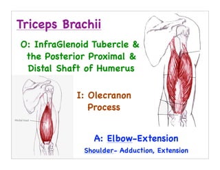 Triceps Brachii
O: InfraGlenoid Tubercle &
 the Posterior Proximal &
 Distal Shaft of Humerus

            I: Olecranon
               Process


                A: Elbow-Extension
             Shoulder- Adduction, Extension
 