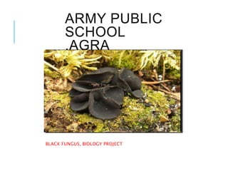 BLACK FUNGUS, BIOLOGY PROJECT
ARMY PUBLIC
SCHOOL
,AGRA
 