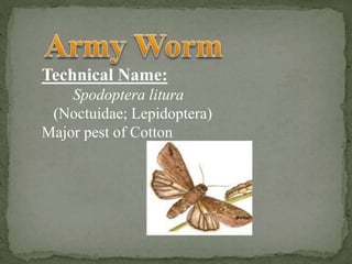 Technical Name:
Spodoptera litura
(Noctuidae; Lepidoptera)
Major pest of Cotton