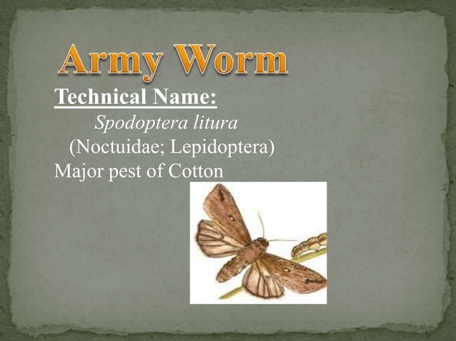 Army worm PPTX Agriculture Industries