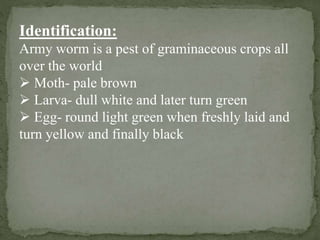 Identification:
Army worm is a pest of graminaceous crops all
over the world
Moth- pale brown
Larva- dull white and later turn green
Egg- round light green when freshly laid and
turn yellow and finally black