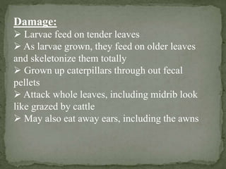 Damage:
Larvae feed on tender leaves
As larvae grown, they feed on older leaves
and skeletonize them totally
Grown up caterpillars through out fecal
pellets
Attack whole leaves, including midrib look
like grazed by cattle
May also eat away ears, including the awns