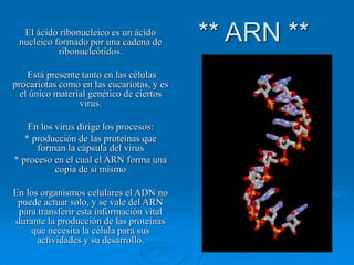 ** ARN **El ácido ribonucleico es un ácido
nucleico formado por una cadena de
ribonucleótidos.
Está presente tanto en las células
procariotas como en las eucariotas, y es
el único material genético de ciertos
virus.
En los virus dirige los procesos:
* producción de las proteínas que
forman la cápsula del virus
* proceso en el cual el ARN forma una
copia de sí mismo
En los organismos celulares el ADN no
puede actuar solo, y se vale del ARN
para transferir esta información vital
durante la producción de las proteínas
que necesita la célula para sus
actividades y su desarrollo.
 