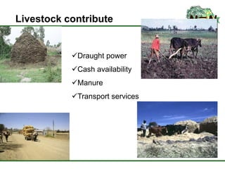 Inoculation and P fertilizer improves food and feed production in grain legumes: Farmers' perceptions and treatment effects on yield and quality of residue biomass in Ethiopian highlands