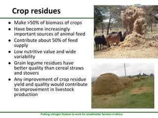 Inoculation and P fertilizer improves food and feed production in grain legumes: Farmers' perceptions and treatment effects on yield and quality of residue biomass in Ethiopian highlands