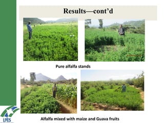 LIVES feed value chain development: Approaches and scalable interventions 