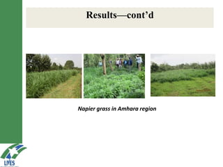 LIVES feed value chain development: Approaches and scalable interventions 